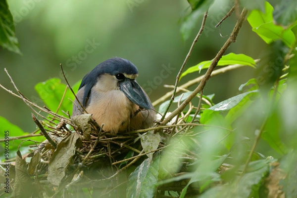 Fototapeta Boat-billed Heron roosting at the local pond 