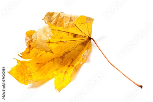 Fototapeta Autumn dried maple leaf