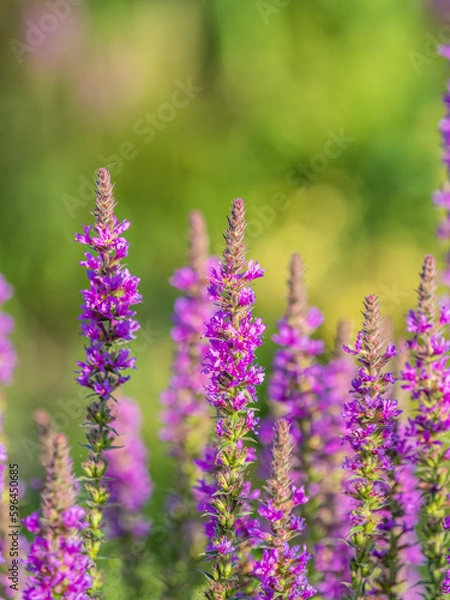 Obraz Summer Flowering Purple Loosestrife, Lythrum tomentosum on a green blured background.