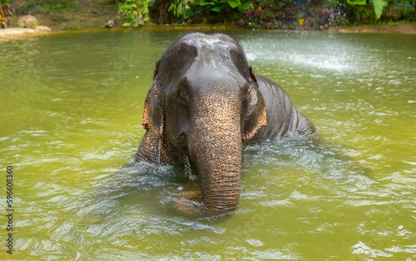 Fototapeta Bathing elephants in the jungle. Baby elephant splashes in the lake close-up.