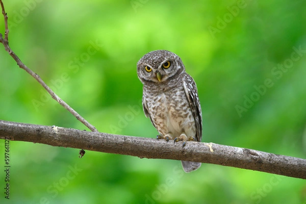 Fototapeta  Spotted owlet perched on a branch