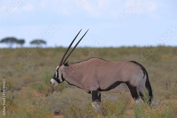 Fototapeta portrait of an oryx antelope in Etosha National Park, Namibia