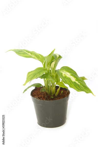 Fototapeta Dieffenbachia ,window plant