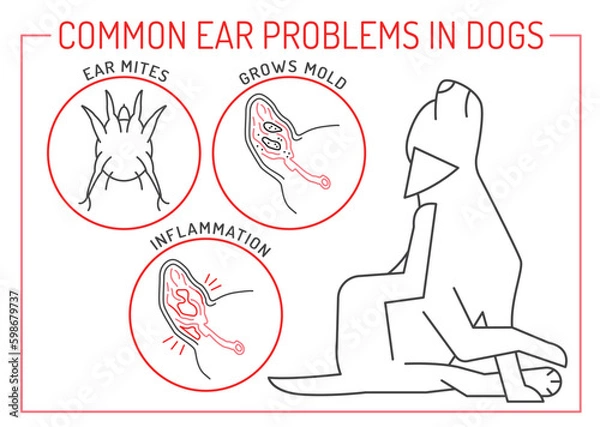 Fototapeta Ear mites, mold grow, inflammation. Common ear problems in dogs.