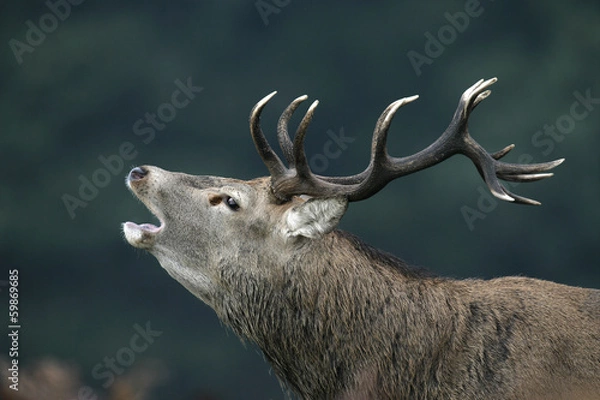 Fototapeta Red deer, Cervus elaphus