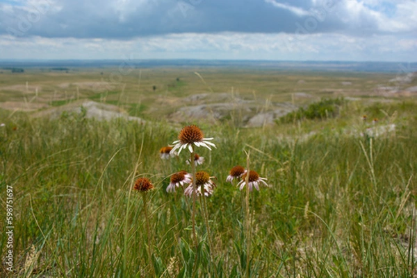 Fototapeta cone flower in the badlands 