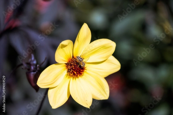 Fototapeta Bee on a single yellow dahlia, closeup