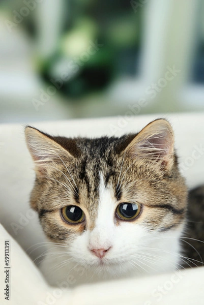 Fototapeta Cat on basket on wooden table on window background