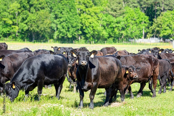 Fototapeta Herd of Angus cows and calves in springtime pasture