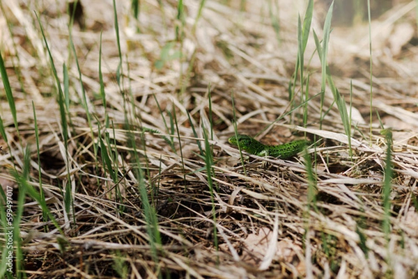 Fototapeta A green little lizard basks in the sun on dry grass. Spring awakening of animals.