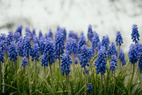 Fototapeta Macro shot of tender blooming lupins in the meadow. Spring blue wildflowers in the green grass with dew on petals