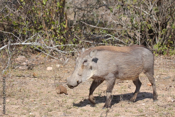 Fototapeta Warzenschwein / Warthog / Phacochoerus africanus