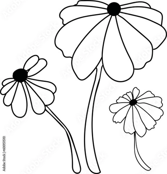 Fototapeta Vector, doodle style.Stylized gerbera flowers.Black and white