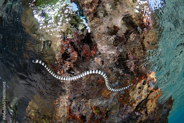 Fototapeta A Banded sea krait, Laticauda colubrina, swims in Raja Ampat, Indonesia. This highly venomous reptile is relatively docile and is common throughout the tropical western Pacific region.