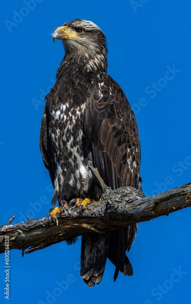 Fototapeta Eagles in Blaine Washington