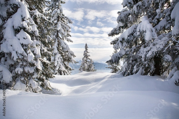 Fototapeta Winter forest in Alps near Kufstein in Austria, Europe.