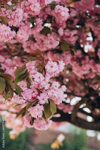 Fototapeta Sakura flowers on background close-up. Botanical garden concept. Tender bloom. Aroma and fragrance. Spring season. Selective focus. High quality photo