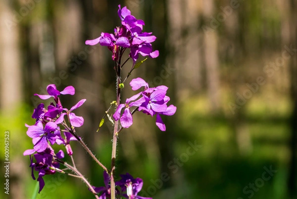 Fototapeta Wunderschön blühende Blüten einer Pflanze am Straßenrand