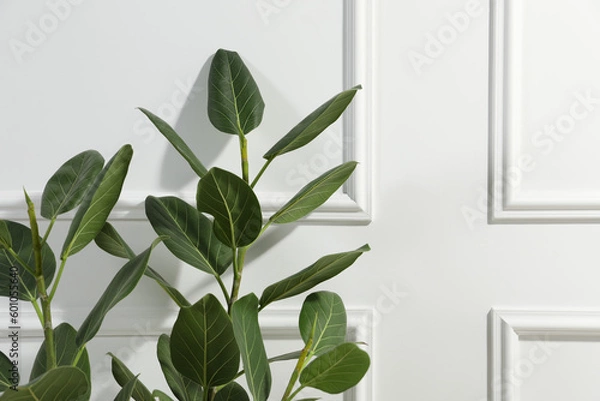 Fototapeta Green ficus near white wall, space for text. Beautiful houseplant