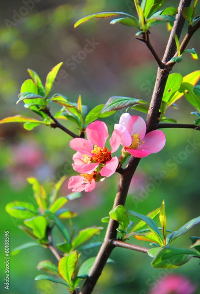 Fototapeta Sakura in bloom with beautiful flowers and blue sky