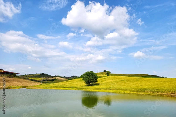 Fototapeta Wheat field and a newly planted oranges orchard by the side of lake 