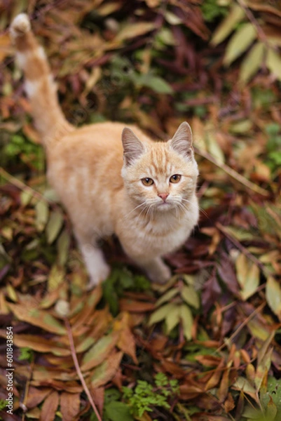 Fototapeta Cat walks in the autumn park