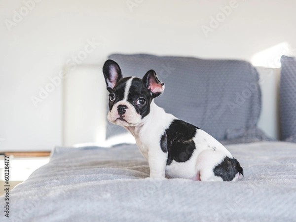 Fototapeta Cute puppy sitting on the bed in the living room. Clear, sunny day. Closeup, indoors. Studio photo. Day light. Concept of care, education, obedience training and raising pets