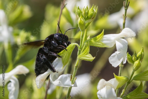 Fototapeta Valley Carpenter Bee, Xylocopa sonorina, female