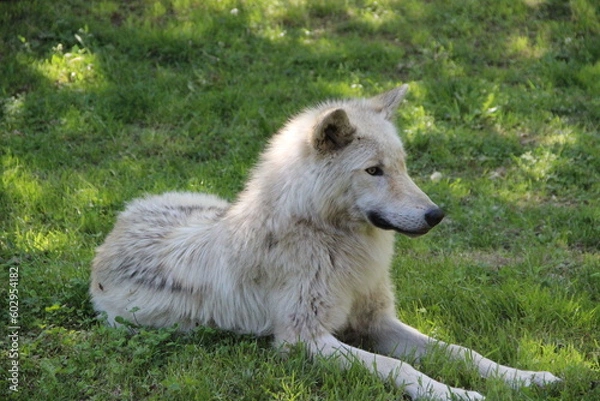 Fototapeta Parc animalier des Pyrénées - France Argeles-Gazost