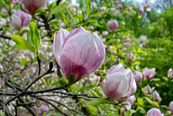 Fototapeta Flowering branch of pink magnolia. Magnolia flowers on a tree close-up