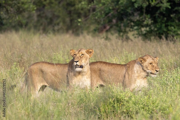 Fototapeta Lion in Kruger National Park