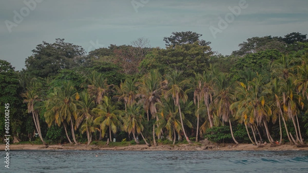 Fototapeta Beautiful jungle caribbean beach with nice surf close to Playa Cocles and Puerto Viejo in Costa rica. View towards the trees. hazy sea and spray.