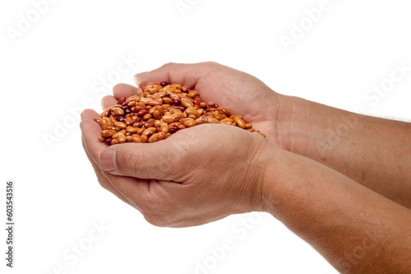 Fototapeta two hands holding organic yellow and red beans