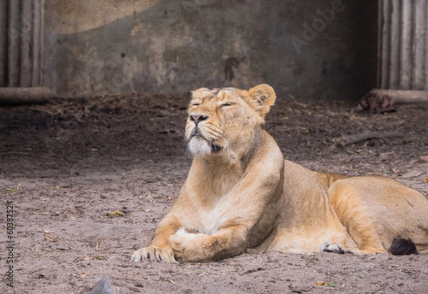 Fototapeta Female lion