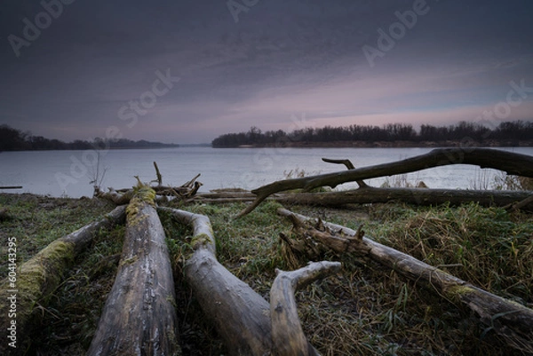 Fototapeta Zwalone, martwe drzewa na brzegu rzeki o świcie.