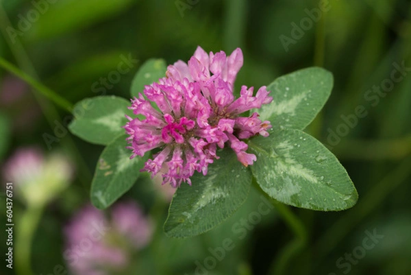 Fototapeta Close up of a clover flower in a wilf meadow