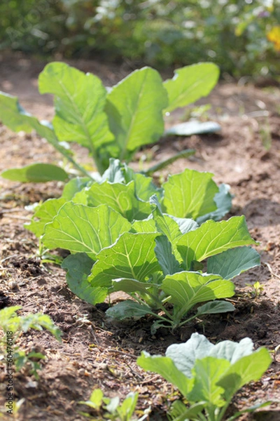 Fototapeta Seedling of Brassica.