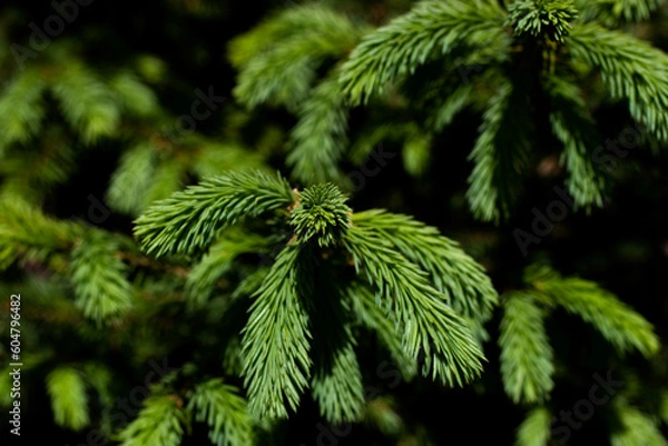 Fototapeta close up of pine needles