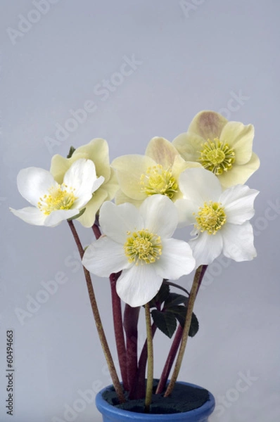 Obraz Christrose, Helleborus, niger, Cinnamon, Snow, Gartenpflanze,