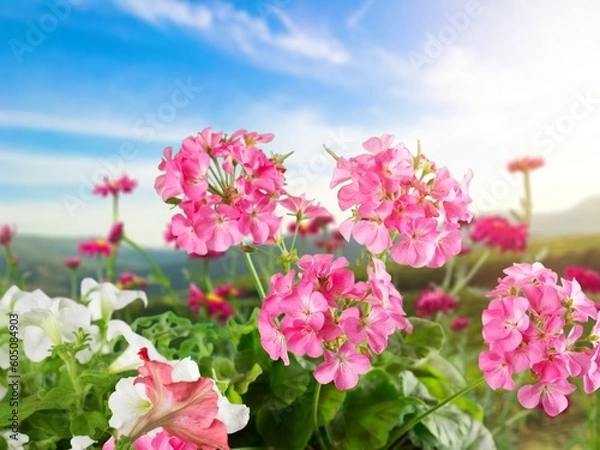 Fototapeta Multicolored fresh wild flowers in meadow