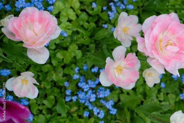 Fototapeta Pink peony flowered double tulip 'Angelique' in flower. Group of 'Angelique' tulip in the sunlight