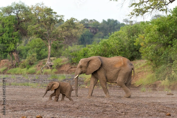 Fototapeta Elephants going for a drink in a almost dry riverbed in a Game Reserve in the Tuli Block in Botswana