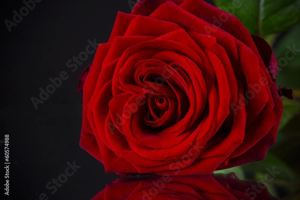 Fototapeta Natural red roses background