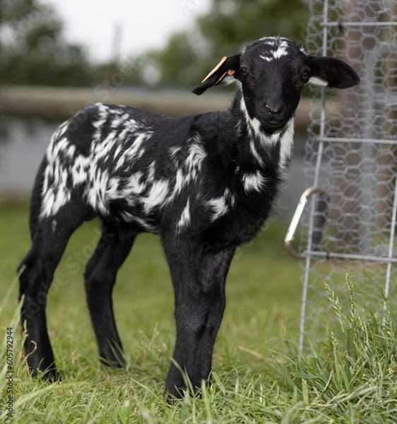 Fototapeta Black and whwite lamb standing outside its pen