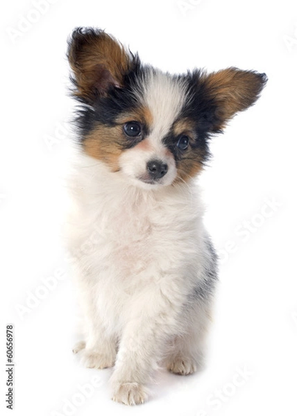 Fototapeta papillon puppy