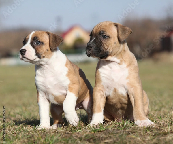 Fototapeta Two nice little puppies of American Staffordshire Terrier togeth