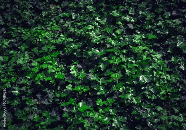 Fototapeta Dark Evening Ivy Texture Background, Crepeper Green Hedge in Night, Wall of Hedera Helix, Creeper Foliage