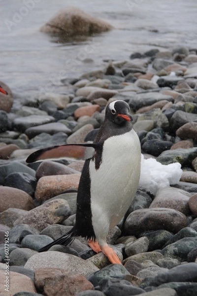 Fototapeta Gentoo penguin, Cuverville Island, Antarctica