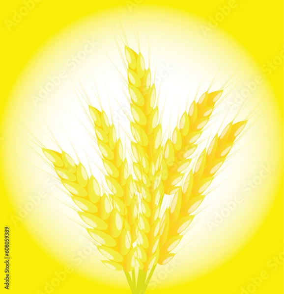 Fototapeta Banner of a bunch of ears of wheat on a yellow background