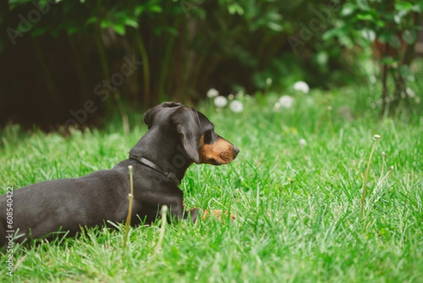 Fototapeta A cute dachshund in a  lush spring garden